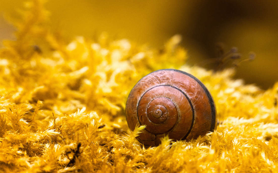 Snails,Animals