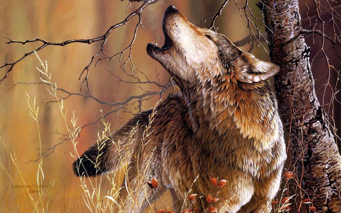 Wolfs, Animals