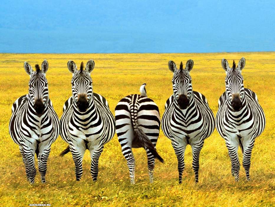 Humor, Animals, Zebra