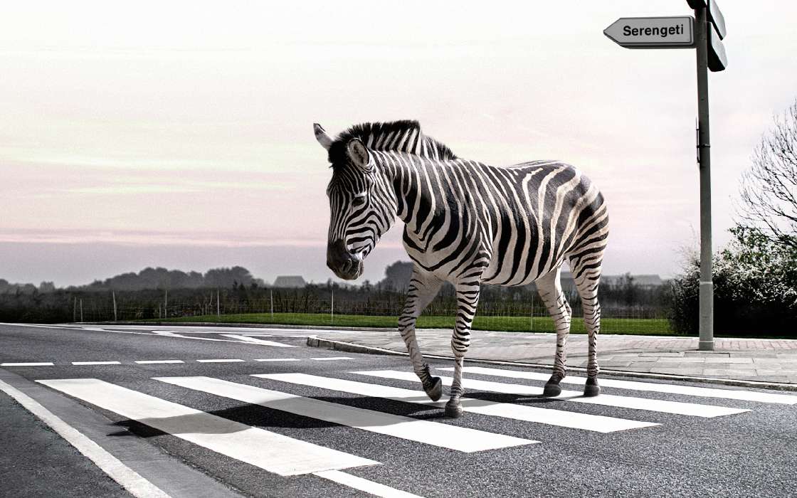 Zebra,Animals