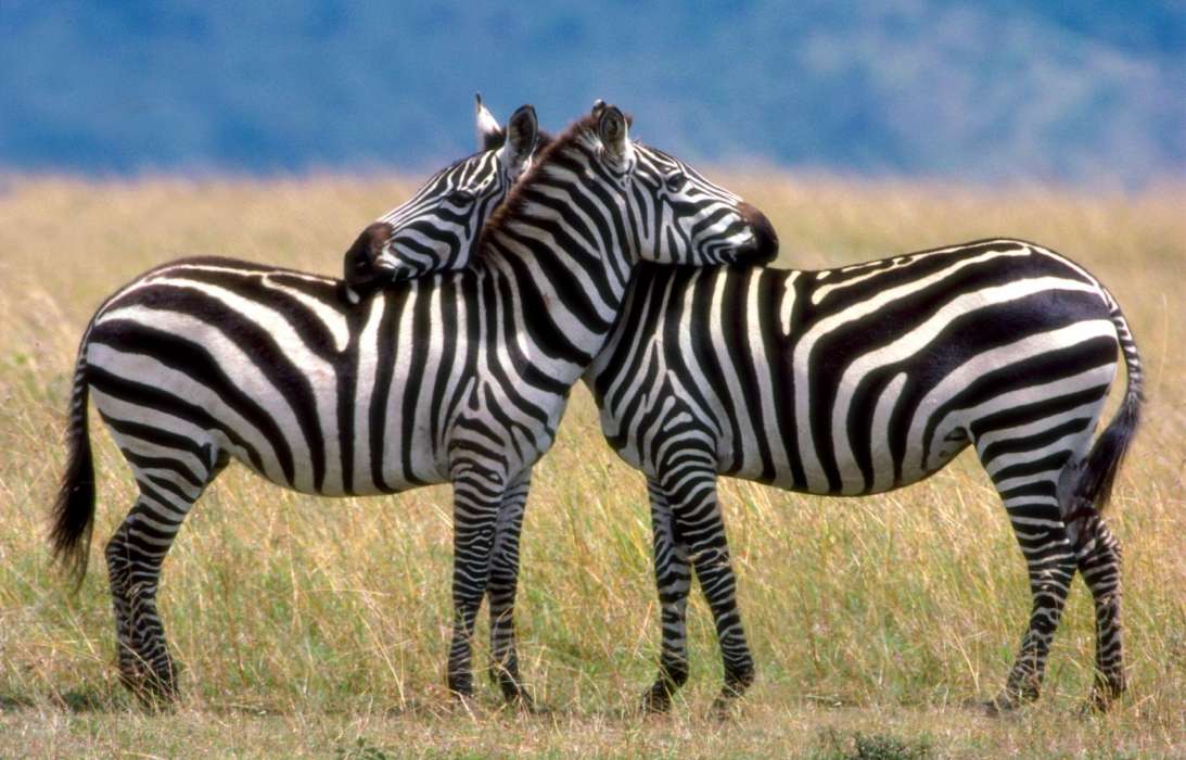 Zebra,Animals