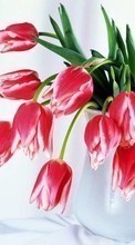 Ladda ner Plants, Flowers, Tulips, Bouquets, March 8, International Women's Day (IWD) bilden till mobilen.