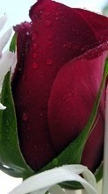 Ladda ner Plants, Flowers, Roses, Postcards, Drops, March 8, International Women's Day (IWD) bilden 1280x800 till mobilen.
