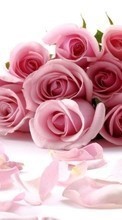 Ladda ner Holidays, Flowers, Roses, Postcards, March 8, International Women's Day (IWD) bilden 1280x800 till mobilen.