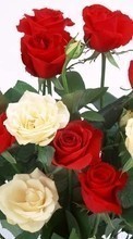 Ladda ner Plants, Flowers, Roses, Postcards, March 8, International Women's Day (IWD) bilden 128x160 till mobilen.