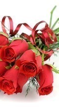 Ladda ner Holidays, Plants, Flowers, Roses, March 8, International Women's Day (IWD) bilden 320x240 till mobilen.