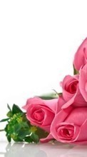 Ladda ner Holidays, Plants, Flowers, Roses, March 8, International Women's Day (IWD) bilden 1024x600 till mobilen.