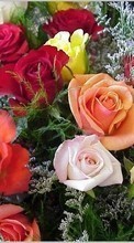 Ladda ner Holidays, Plants, Flowers, Roses, March 8, International Women's Day (IWD) bilden 320x480 till mobilen.
