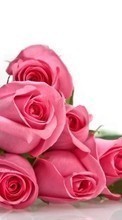 Ladda ner Holidays, Plants, Flowers, Roses, March 8, International Women's Day (IWD) bilden 360x640 till mobilen.