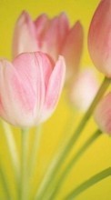 Ladda ner Holidays, Plants, Tulips, Postcards, March 8, International Women's Day (IWD) bilden 1280x800 till mobilen.