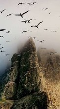 Seagulls, Mountains, Nature till HTC Desire VT