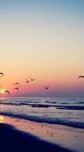 Ladda ner Seagulls, Sea, Landscape, Waves, Sunset bilden till mobilen.