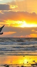 Ladda ner Seagulls,Sea,Landscape,Sunset bilden till mobilen.