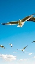 Seagulls,Birds,Animals till Sony Xperia ZL