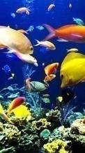 Ladda ner Aquariums,Fishes,Animals bilden till mobilen.