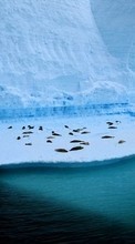 Ladda ner Landscape, Winter, Antarctica, Arctic bilden 320x480 till mobilen.