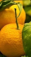 Oranges,Fruits,Plants