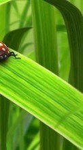Ladda ner Grass, Insects, Art, Ladybugs bilden 360x640 till mobilen.