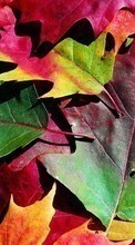 Ladda ner Plants, Backgrounds, Autumn, Leaves bilden 1280x800 till mobilen.