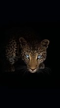 Ladda ner Animals, Art, Leopards bilden till mobilen.