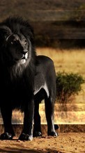 Art, Lions, Animals till HTC Desire VT