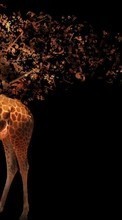 Ladda ner Art photo, Background, Giraffes, Animals bilden till mobilen.