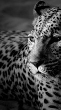 Ladda ner Animals, Art photo, Leopards bilden till mobilen.