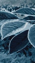 Plants, Leaves, Art photo till HTC Desire 200