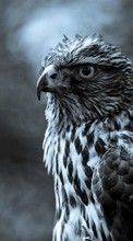 Art photo, Falcons, Birds, Animals till Samsung Galaxy J1