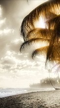 Ladda ner Landscape, Art photo, Beach, Palms bilden till mobilen.