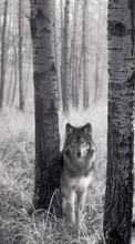 Ladda ner Animals, Wolfs, Art photo bilden 360x640 till mobilen.