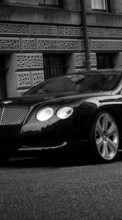 Ladda ner Transport, Auto, Bentley bilden 480x800 till mobilen.