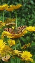 Butterflies, Flowers, Insects till LG L70 D325