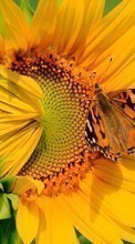 Ladda ner Butterflies, Flowers, Insects, Sunflowers, Plants bilden till mobilen.