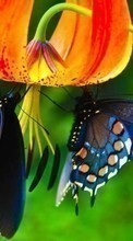 Butterflies, Flowers, Insects, Plants till Fly Stratus 1 FS401
