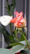 Ladda ner Plants, Butterflies, Flowers, Insects, Roses bilden 1080x1920 till mobilen.
