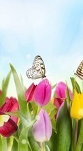 Ladda ner Butterflies, Flowers, Plants, Tulips bilden till mobilen.