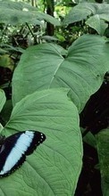 Ladda ner Plants, Butterflies, Insects, Leaves bilden 320x480 till mobilen.