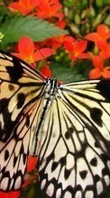 Ladda ner Butterflies, Insects bilden 1024x600 till mobilen.