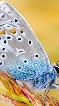 Butterflies, Insects till Sony Xperia ZR LTE