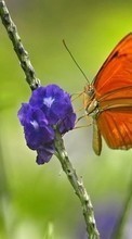 Butterflies, Insects till Nokia Asha 501