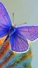 Ladda ner Butterflies, Insects bilden 320x240 till mobilen.
