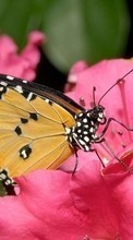 Ladda ner Butterflies, Insects bilden 128x160 till mobilen.