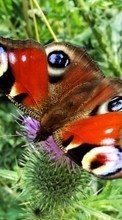 Butterflies,Animals