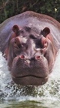 Ladda ner Hippos,Animals bilden till mobilen.
