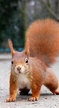 Animals, Squirrel, Rodents till Samsung Galaxy Core