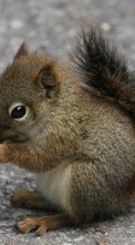 Ladda ner Squirrel, Animals bilden 1024x768 till mobilen.