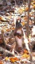 Squirrel, Animals till HTC Desire 820