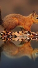 Squirrel,Animals till LG Optimus Sol E730