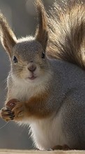 Squirrel,Animals till HTC Radar